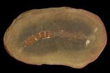 Unidentified Fossil Worm - Illinois #120724-2